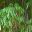 Thumbnail of user mohsentlam